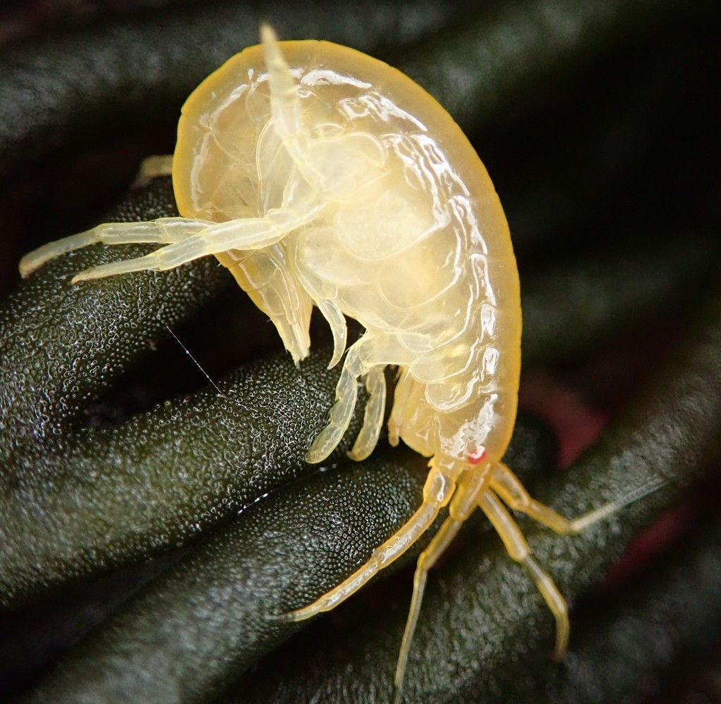 Ampithoidae