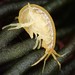 Ampithoidae - Photo (c) Connor, some rights reserved (CC BY-NC), uploaded by Connor
