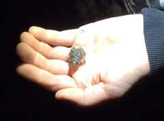 Crinia pseudinsignifera