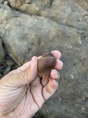 Volegalea cochlidium