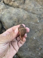 Volegalea cochlidium