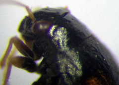 Halticus apterus