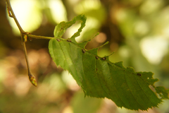 Aceria tenella