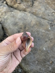 Volegalea cochlidium