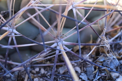 Coryphantha poselgeriana