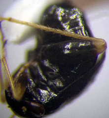 Halticus apterus