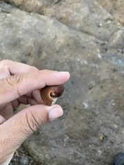 Volegalea cochlidium