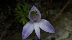 Disa maculata