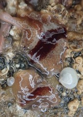 Notoplana sanguinea