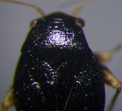 Halticus pusillus
