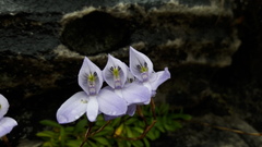Disa maculata