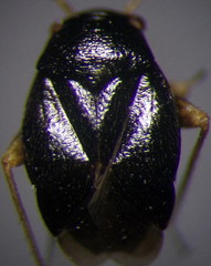 Halticus pusillus