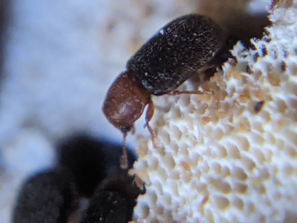 Cis versicolor