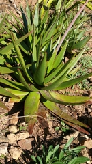 Aloe capitata