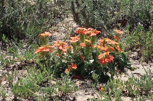Crossandra fruticulosa, photograph 4