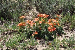 Crossandra fruticulosa