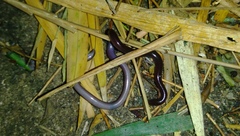 Indotyphlops braminus