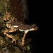 Malabar Tree Toad - Photo (c) S.MORE, some rights reserved (CC BY-NC), uploaded by S.MORE