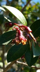 Vaccinium madagascariense