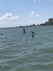 Pelecanus occidentalis