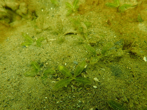 Florida Keys seagrass (Halophila baillonis)
