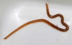 Bothriogaster signata