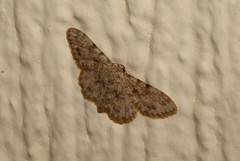 Scopula luridata