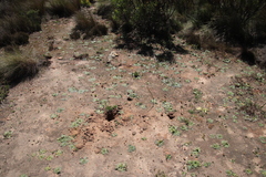 Othonna heterophylla