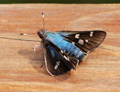 Thespieus aspernatus