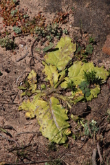 Othonna heterophylla