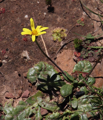 Image of Othonna heterophylla by (c) Tony Rebelo, some rights reserved (CC BY-SA)
