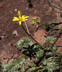 Othonna heterophylla