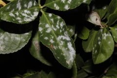 Erysiphe euonymicola