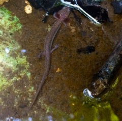Eurycea neotenes