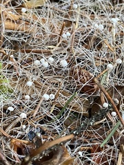 Marasmiellus filopes