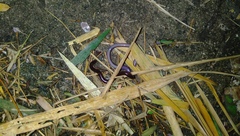 Indotyphlops braminus