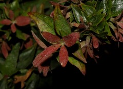 Abelia × grandiflora