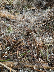 Marasmiellus filopes