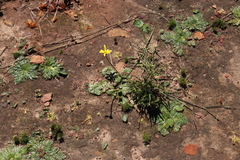 Othonna heterophylla