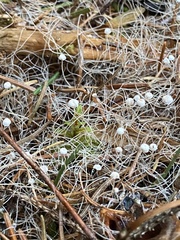 Marasmiellus filopes