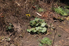 Othonna heterophylla