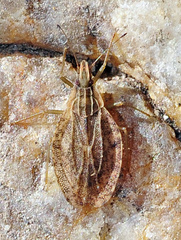 Cantacader quadricornis