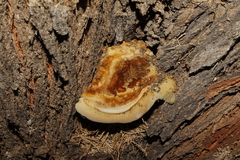 Inocutis tamaricis