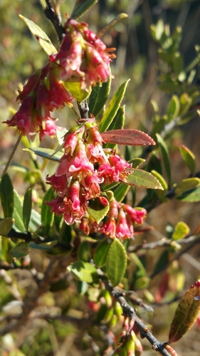 Vaccinium madagascariense image