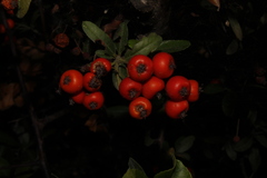 Pyracantha coccinea