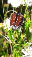 Trichostetha capensis capensis