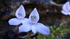 Disa maculata