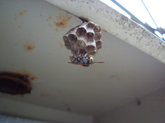 Polistes cinerascens