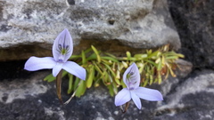 Disa maculata