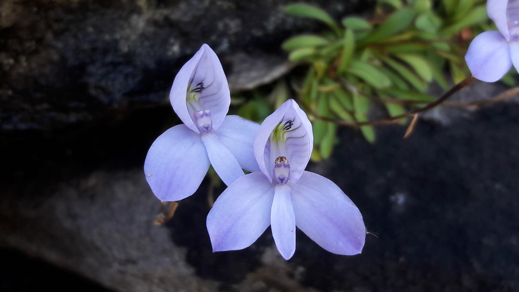 Fleck Disa